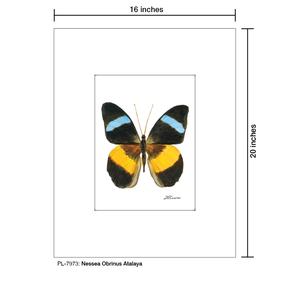 Nessea Obrinus Atalaya, Print (#7973B), Printe Matted, www.printedcanvas.com