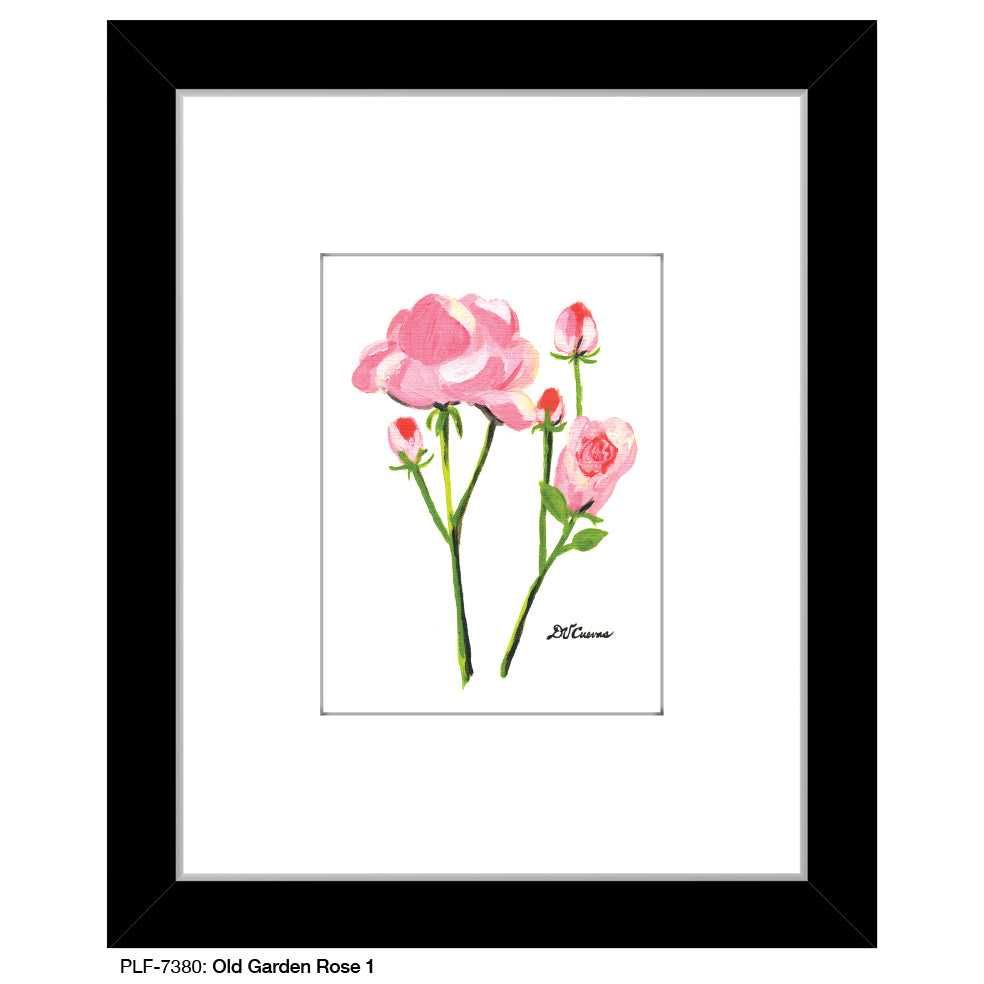 Old Garden Rose 1, Print (#7380) - Printed Canvas