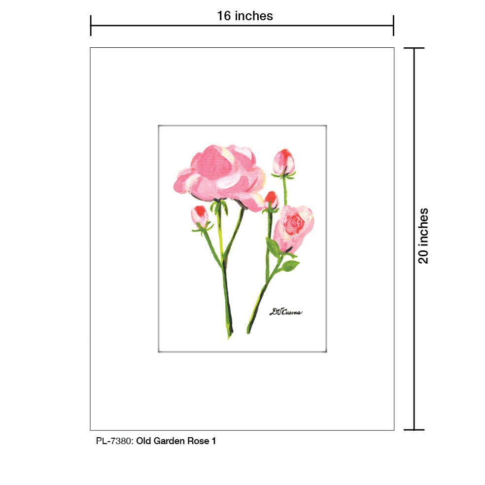 Old Garden Rose 1, Print (#7380) - Printed Canvas