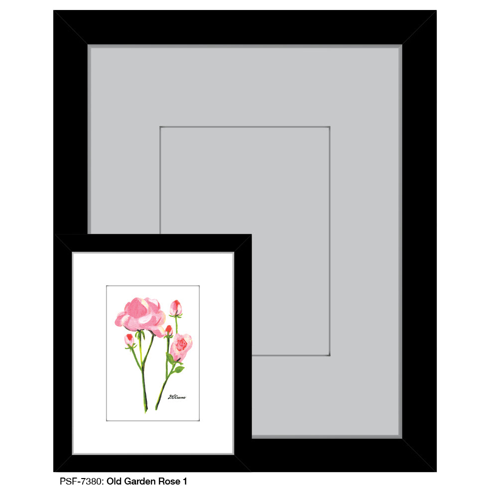 Old Garden Rose 1, Print (#7380) - Printed Canvas