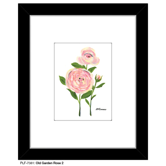 Old Garden Rose 2, Print (#7381A), Print Matted, www.printedcanvas.com