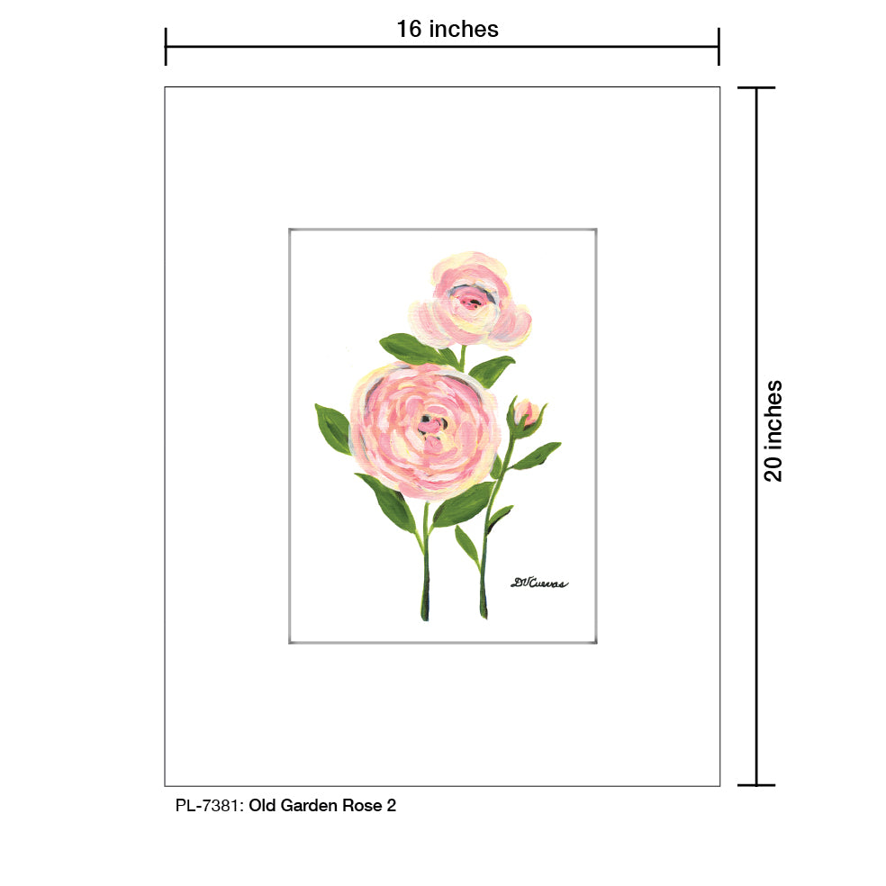 Old Garden Rose 2, Print (#7381A), Printe Matted, www.printedcanvas.com