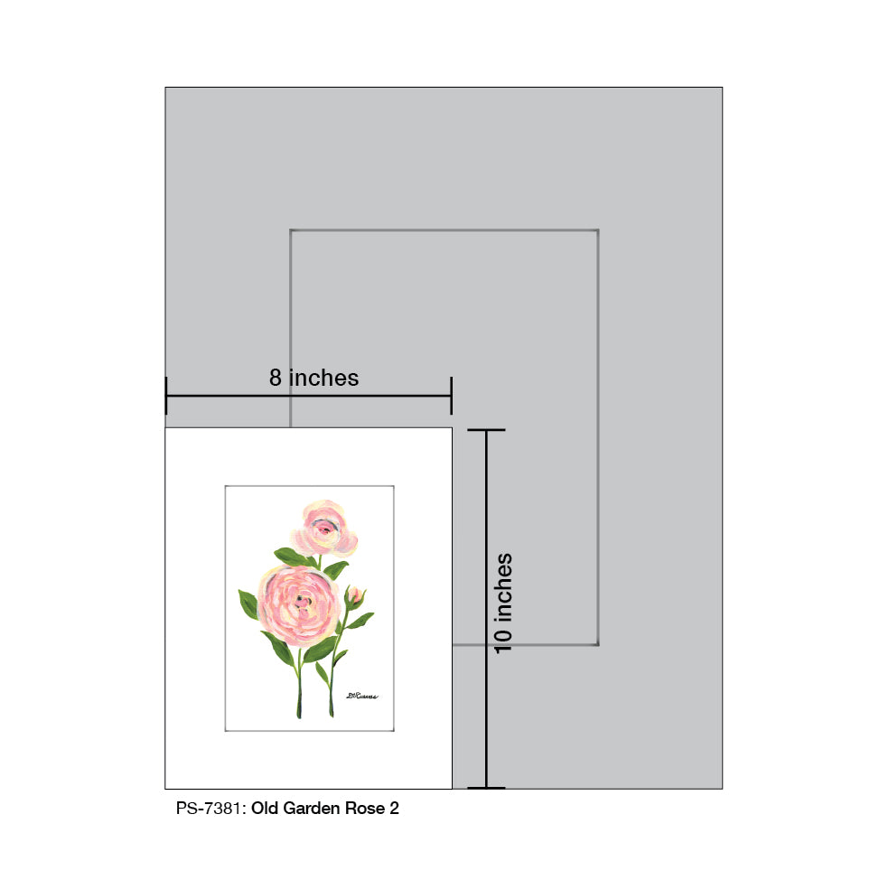Old Garden Rose 2, Print (#7381A), Print Matted, www.printedcanvas.com