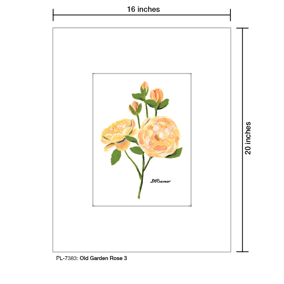 Old Garden Rose 3, Print (#7383A), Printe Matted, www.printedcanvas.com