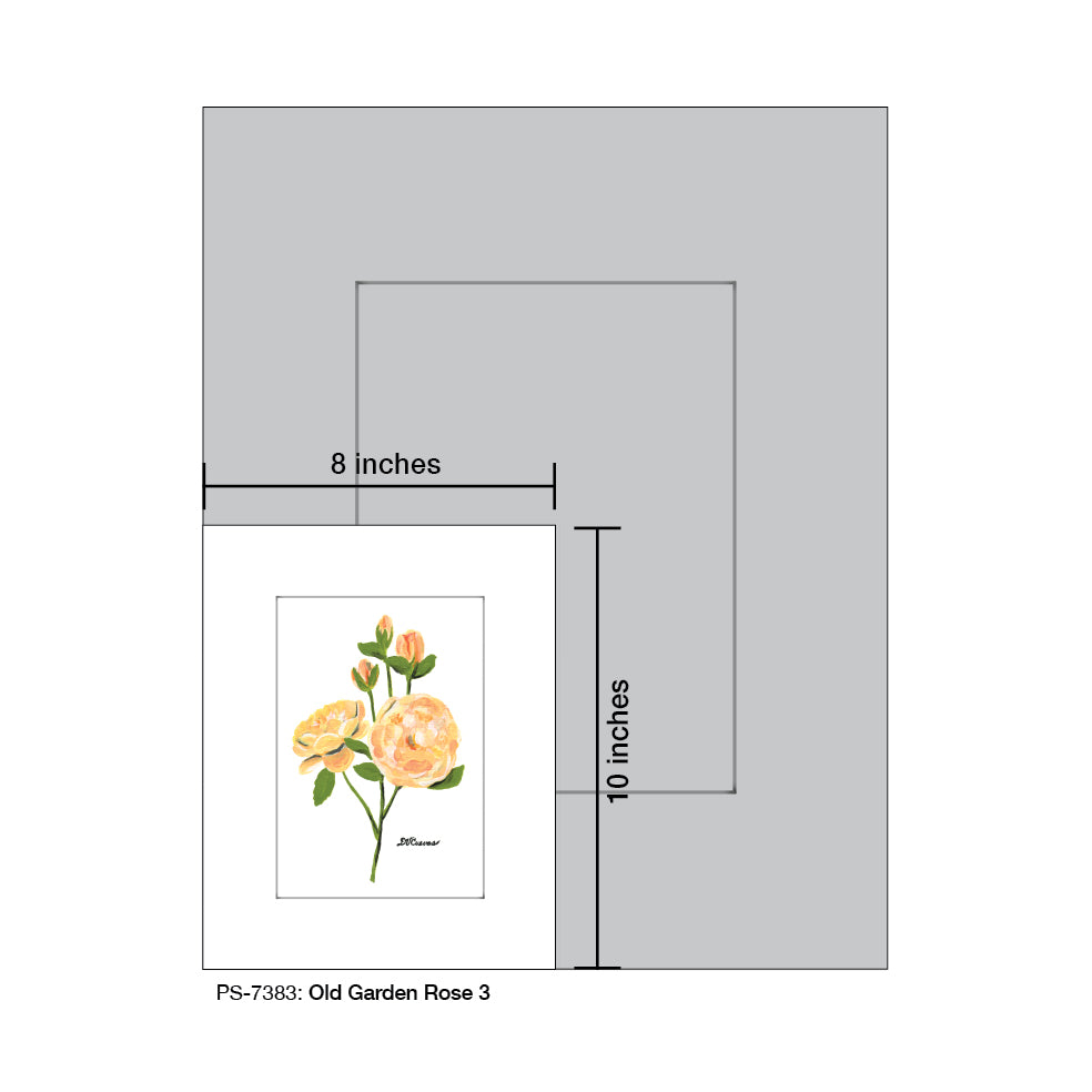 Old Garden Rose 3, Print (#7383A), Print Matted, www.printedcanvas.com