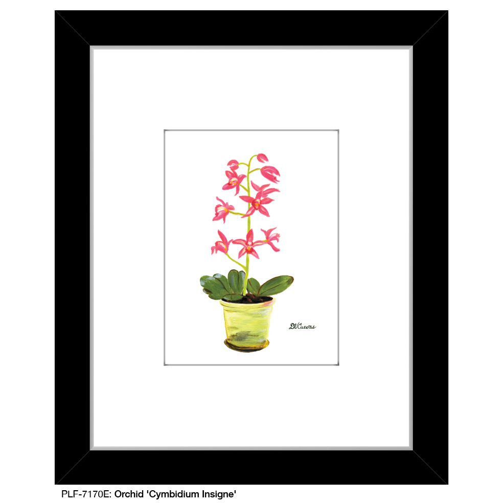 Orchid 'Cymbidium Insigne', Print (#7170E) - Printed Canvas