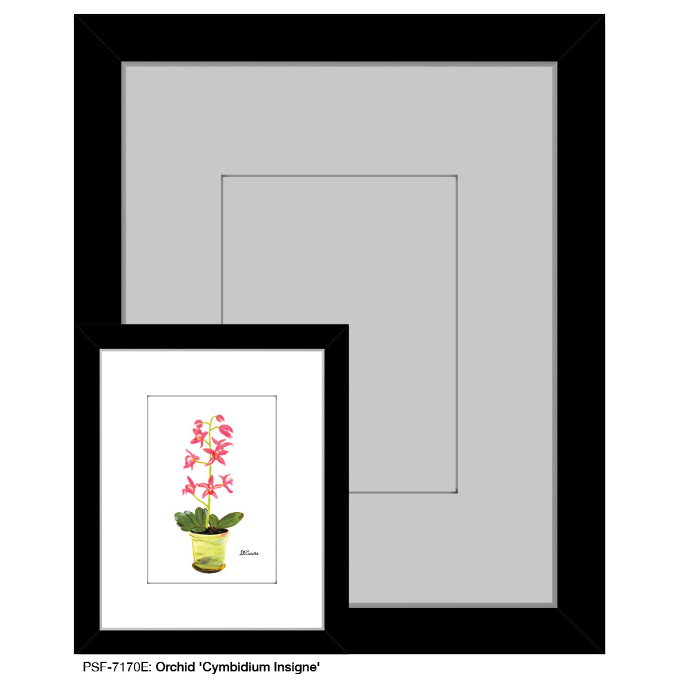 Orchid 'Cymbidium Insigne', Print (#7170E) - Printed Canvas