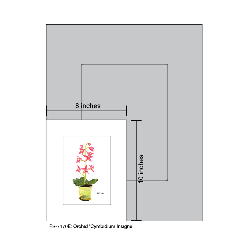 Orchid 'Cymbidium Insigne', Print (#7170E) - Printed Canvas