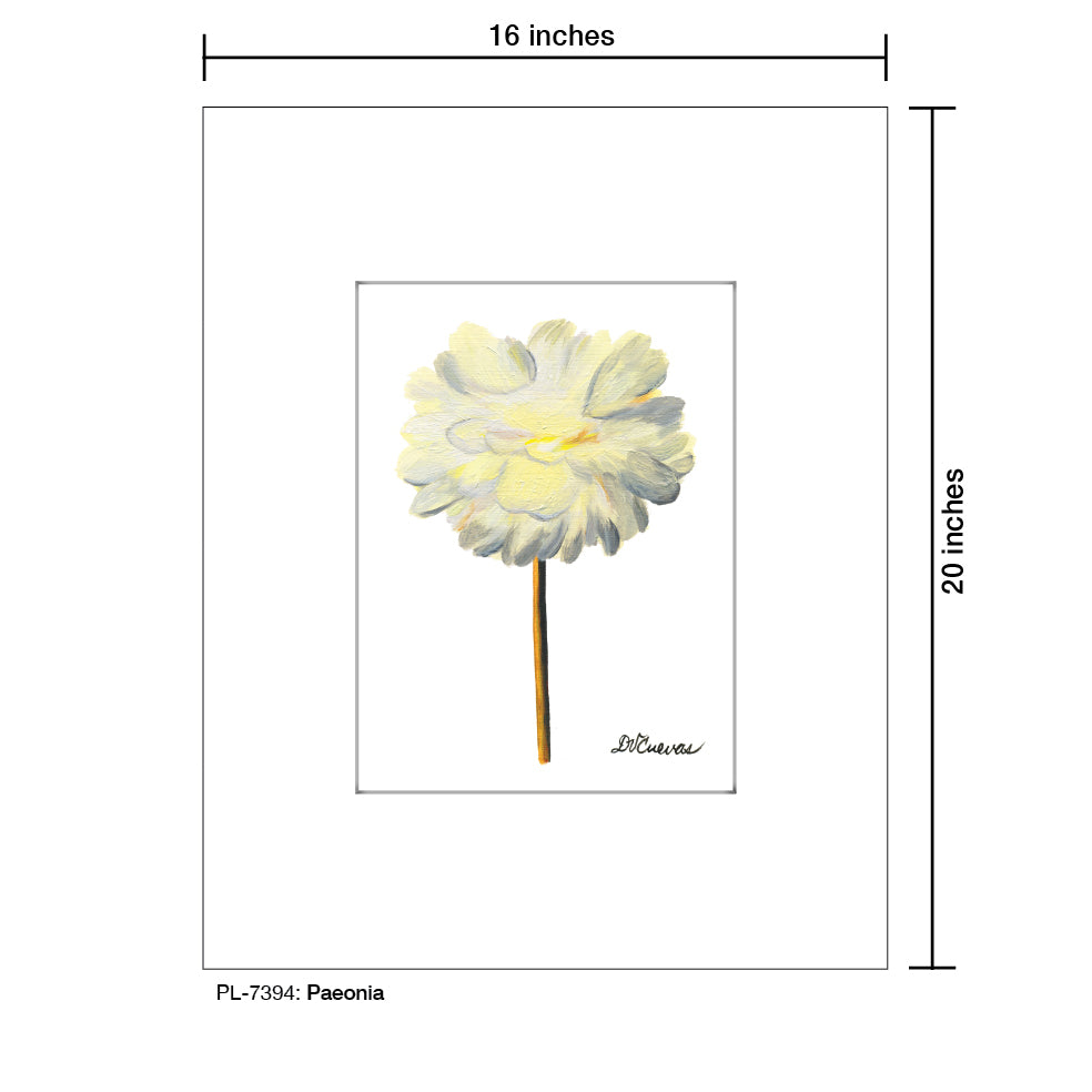 Paeonia, Print (#7394) - Printed Canvas