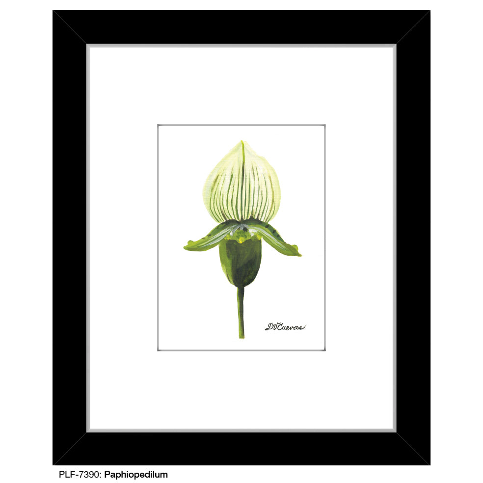 Paphiopedilum, Print (#7390B), Print Matted, www.printedcanvas.com