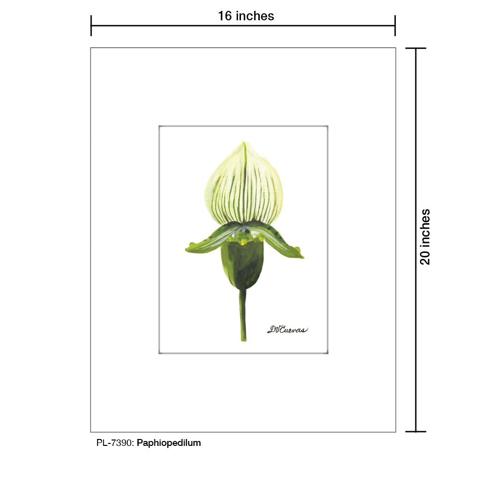 Paphiopedilum, Print (#7390) - Printed Canvas