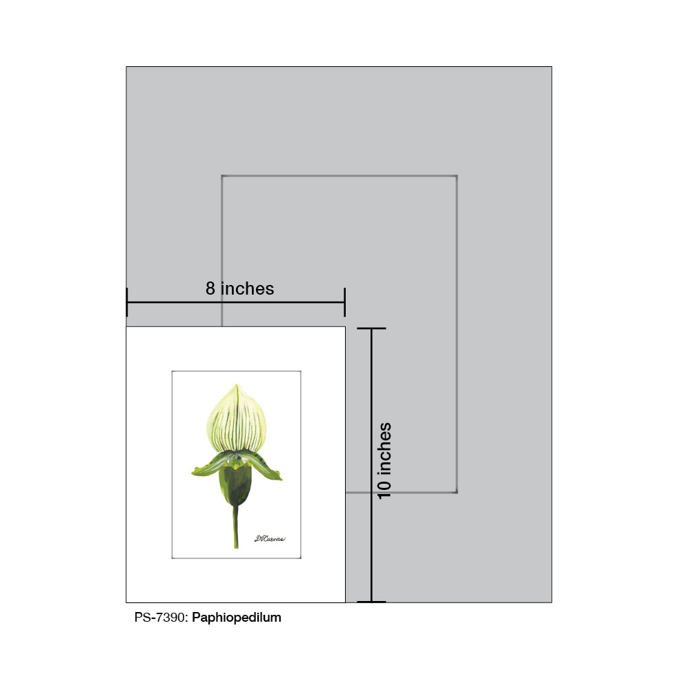 Paphiopedilum, Print (#7390) - Printed Canvas