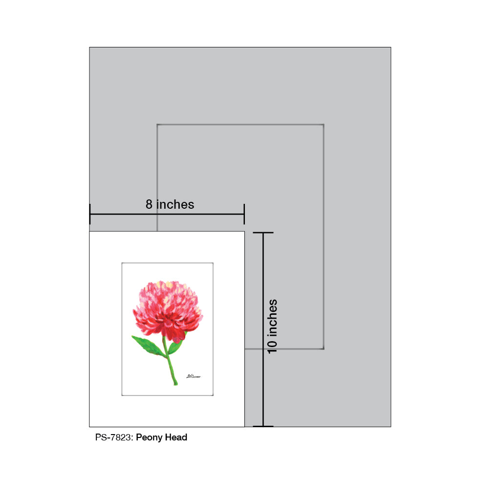 Peony Head, Print (#7823A), Print Matted, www.printedcanvas.com