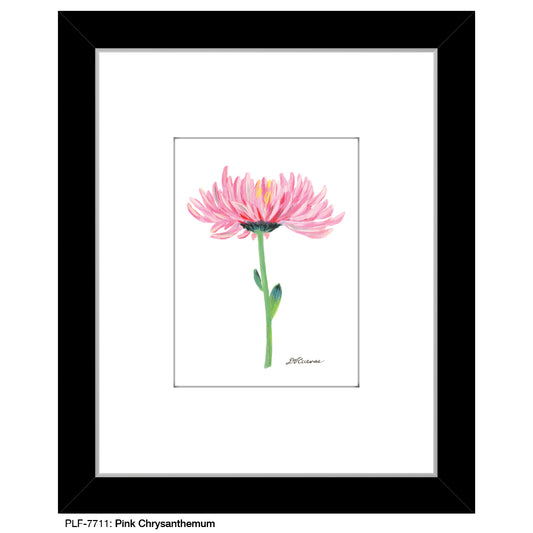 Pink Chrysanthemum, Print (#7711B), Print Matted, www.printedcanvas.com