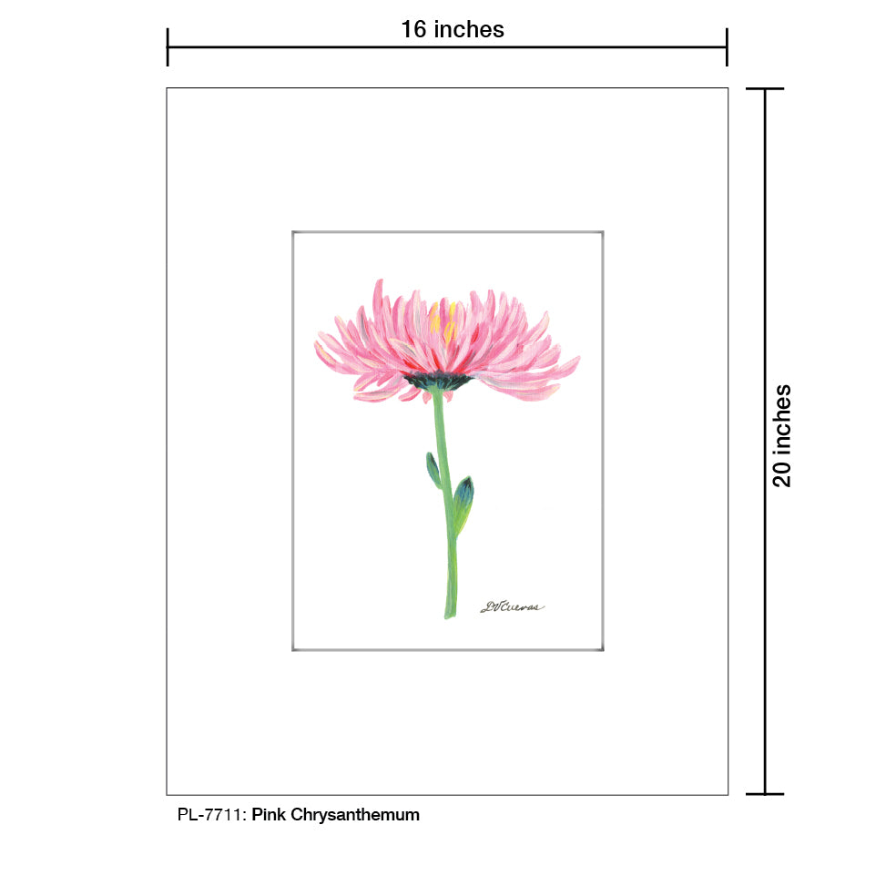 Pink Chrysanthemum, Print (#7711B), Printe Matted, www.printedcanvas.com