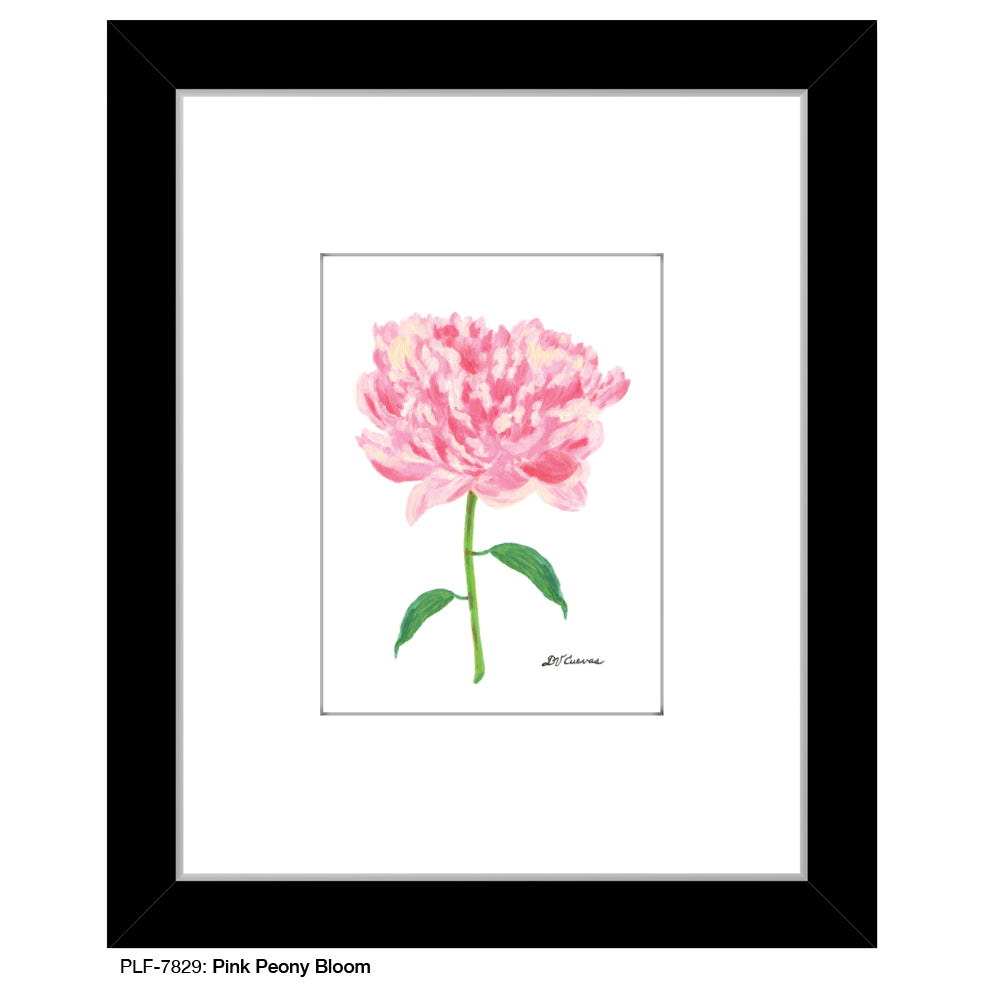 Pink Peony Bloom, Print (#7829A), Print Matted, www.printedcanvas.com