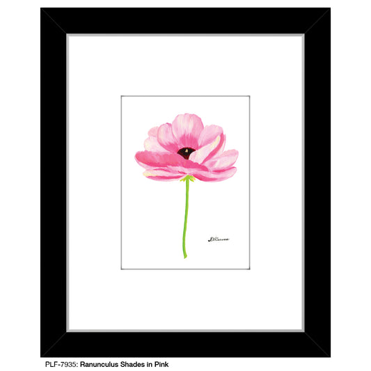 Ranunculus Shades in Pink, Print (#7935B), Print Matted, www.printedcanvas.com