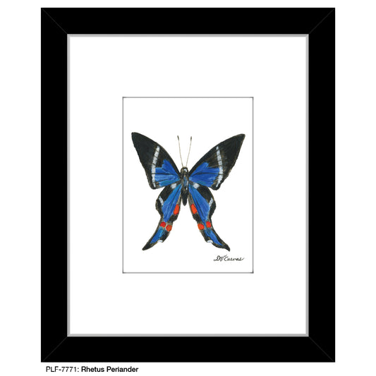 Rhetus Periander, Print (#7771A), Print Matted, www.printedcanvas.com