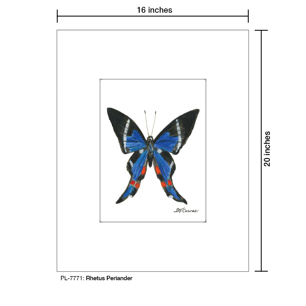 Rhetus Periander, Print (#7771A), Printe Matted, www.printedcanvas.com