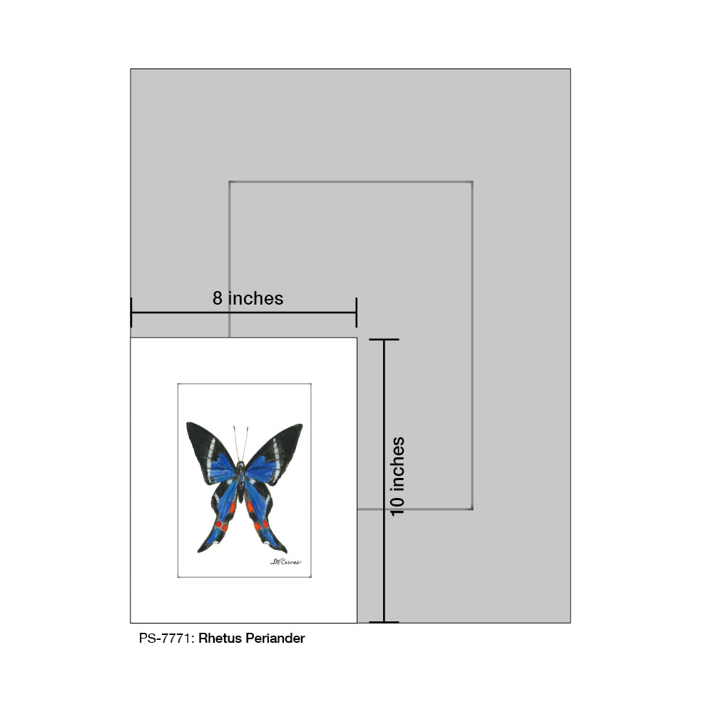 Rhetus Periander, Print (#7771A), Print Matted, www.printedcanvas.com