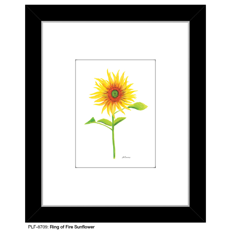 Ring of Fire Sunflower, Print (#8709A), Print Matted, www.printedcanvas.com