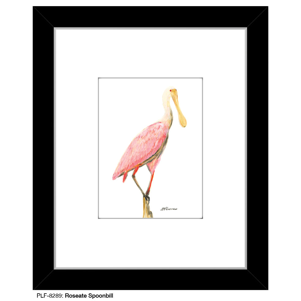 Roseate Spoonbill, Print (#8289C), Print Matted, www.printedcanvas.com