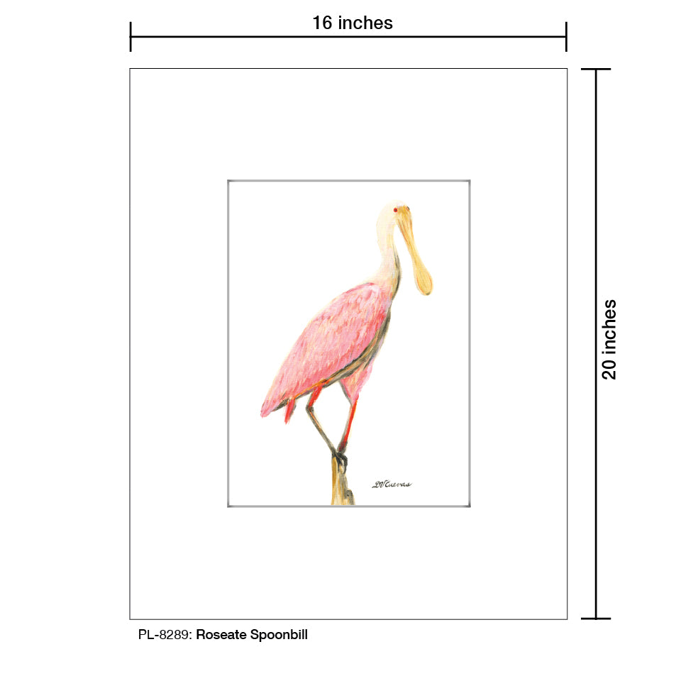Roseate Spoonbill, Print (#8289C), Printe Matted, www.printedcanvas.com