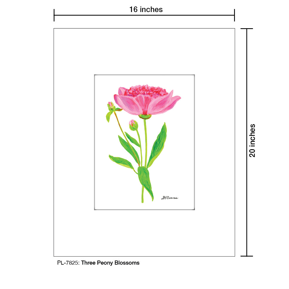 Three Peony Blossoms, Print (#7825E), Printe Matted, www.printedcanvas.com