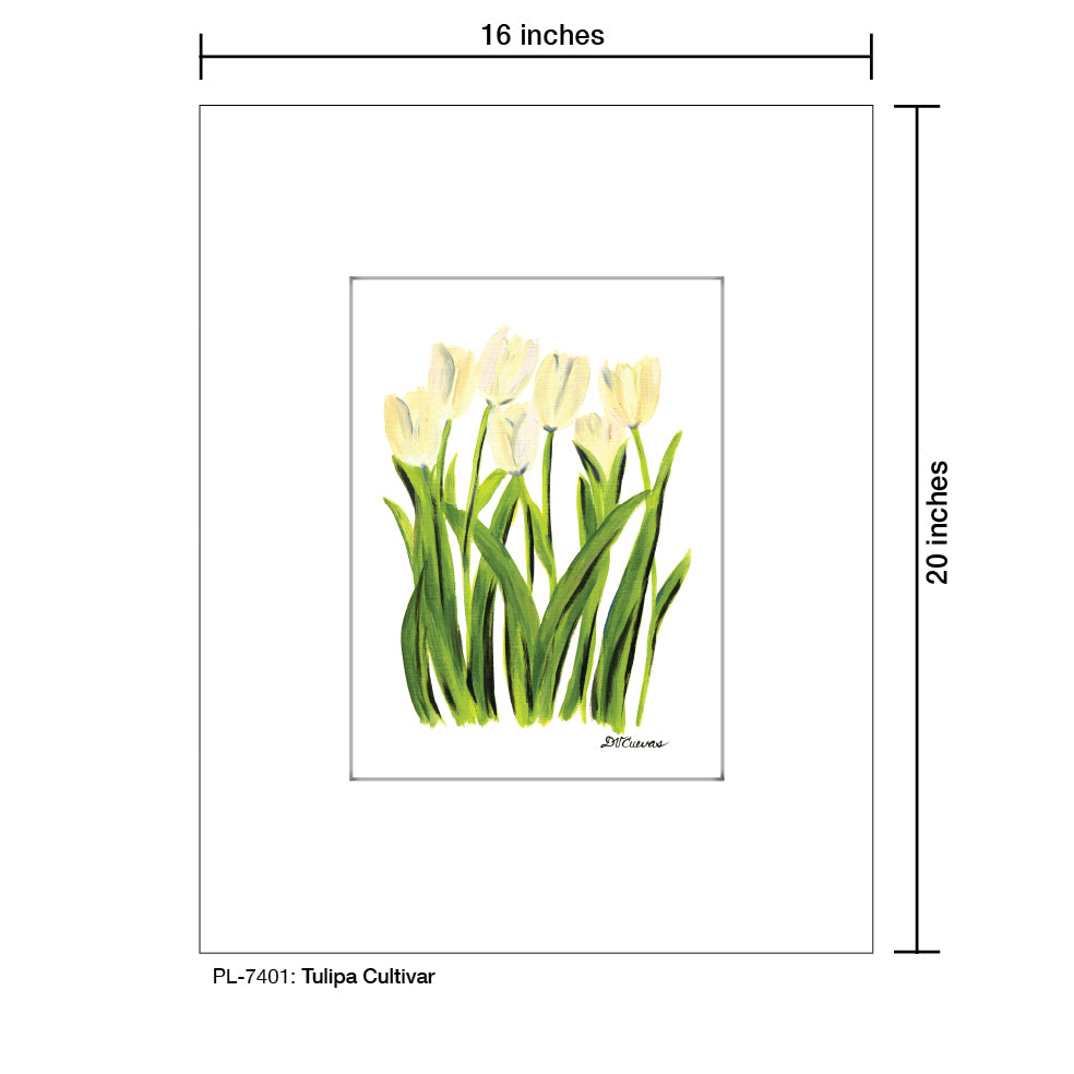 Tulipa Cultivar, Print (#7401A), Printe Matted, www.printedcanvas.com