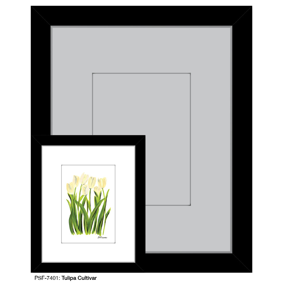 Tulipa Cultivar, Print (#7401A), Print Matted, www.printedcanvas.com
