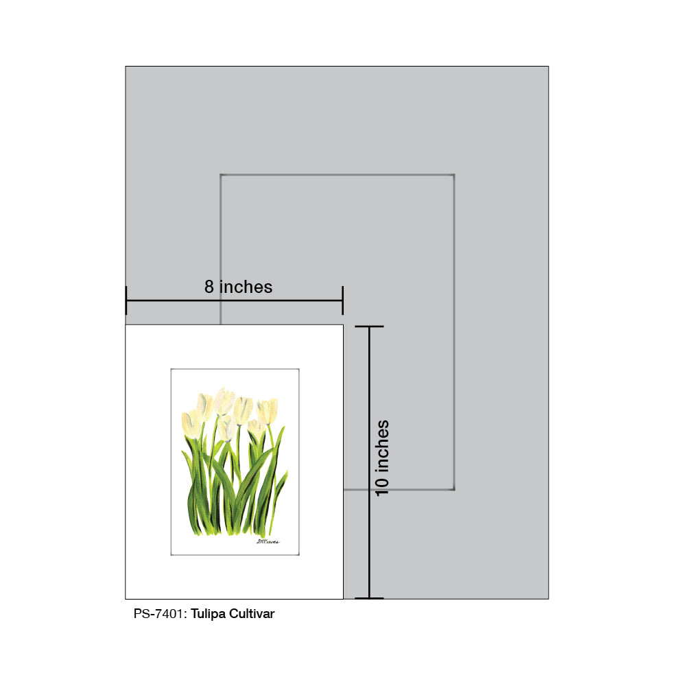 Tulipa Cultivar, Print (#7401A), Print Matted, www.printedcanvas.com