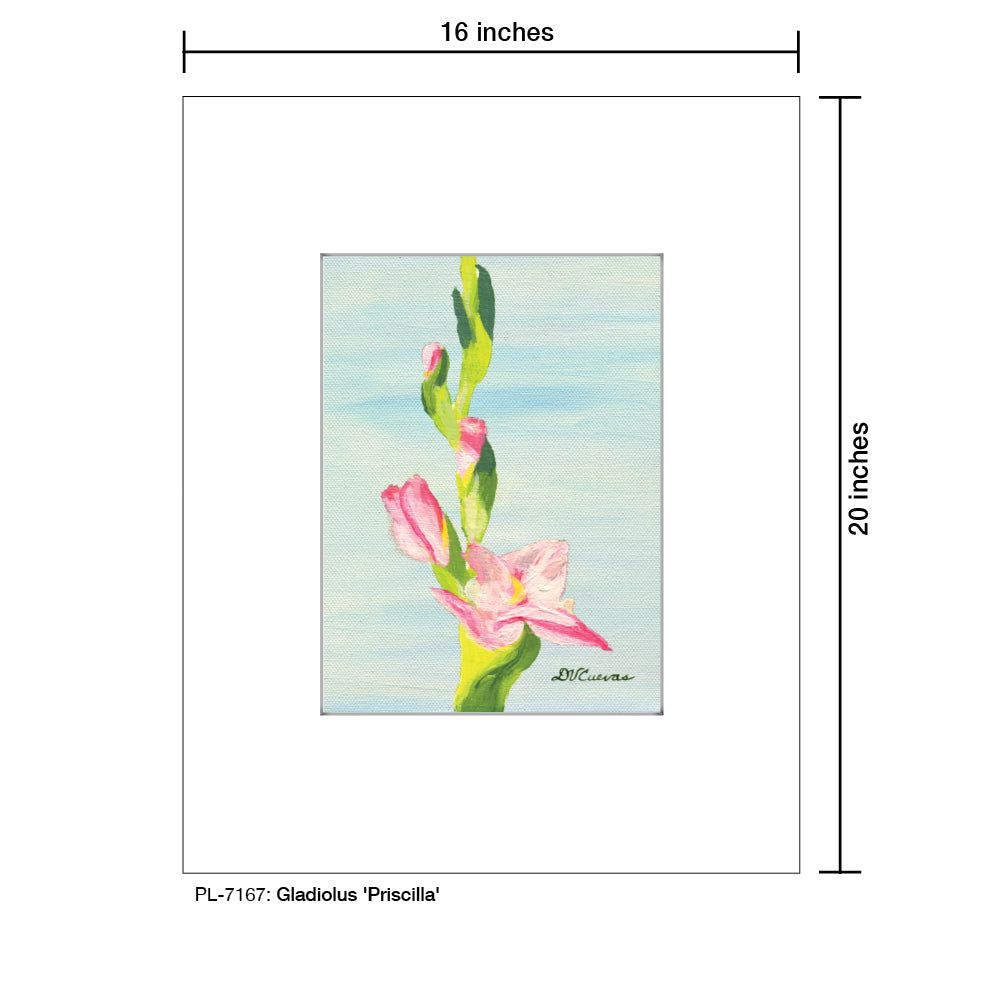 Gladiolus 'Priscilla', Print (#7167)