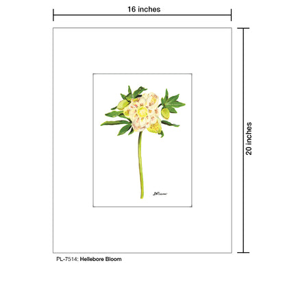 Hellebore Bloom, Print (#7514)