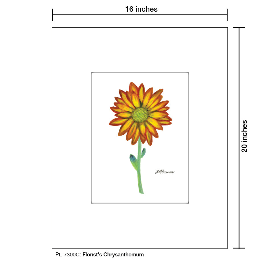 Florist's Chrysanthemum, Print (#7300C), Printe Matted, www.printedcanvas.com
