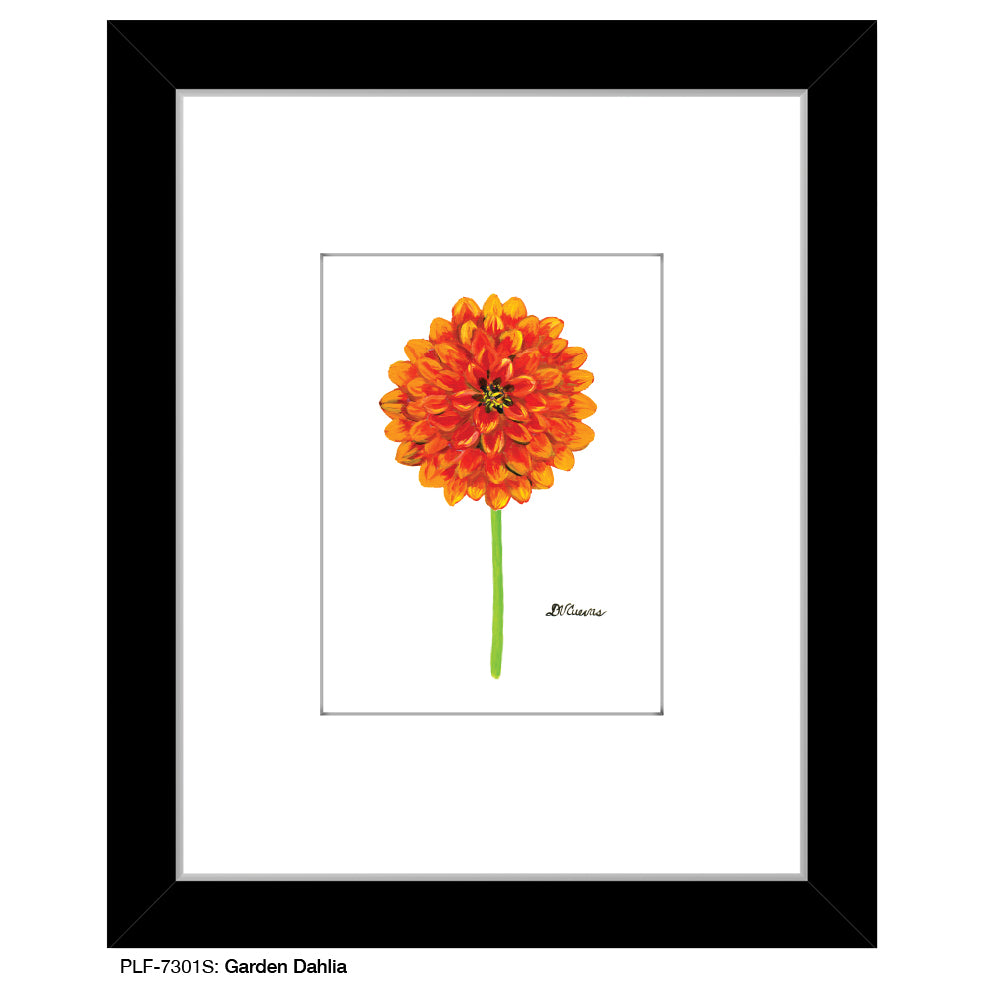 Garden Dahlia, Print (#7301S), Print Matted, www.printedcanvas.com