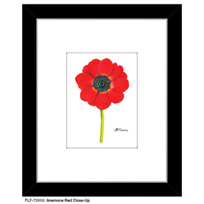 Anemone Red Close-Up, Print (#7269S) - Printed Canvas