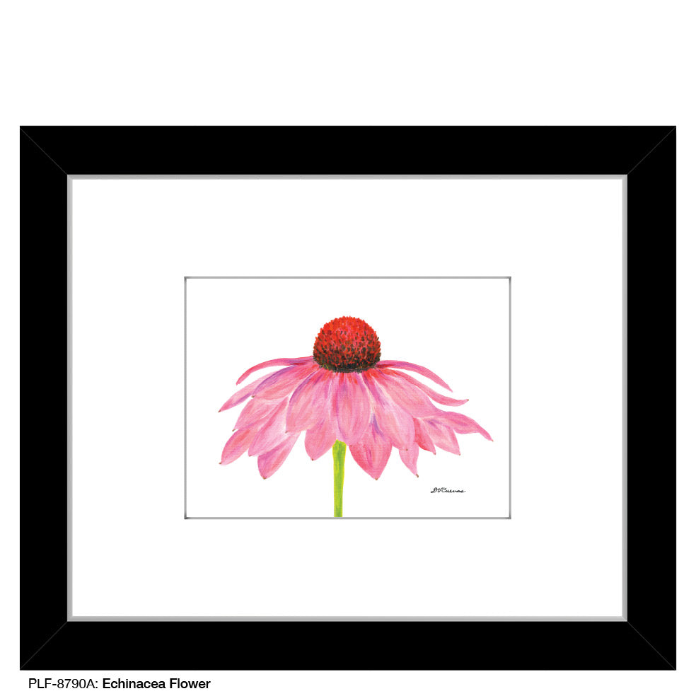 Echinacea Flower, Print (#8790A) - Printed Canvas