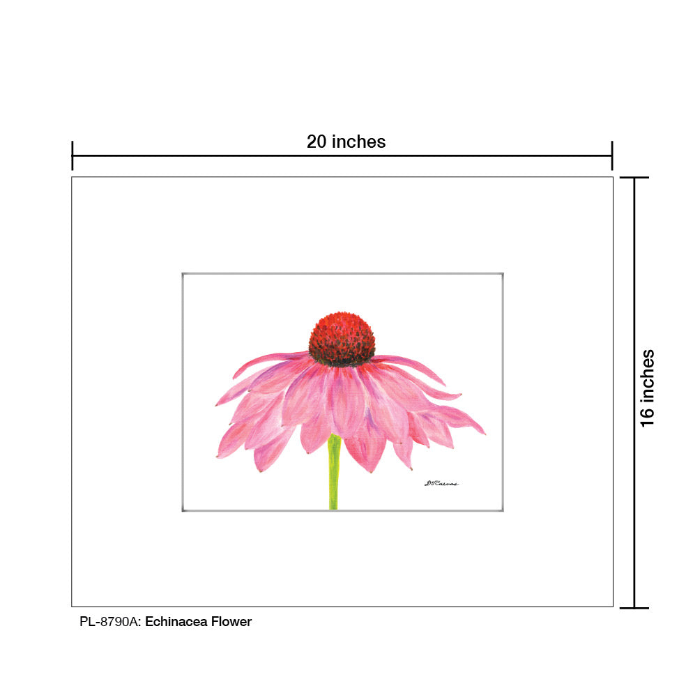 Echinacea Flower, Print (#8790A) - Printed Canvas