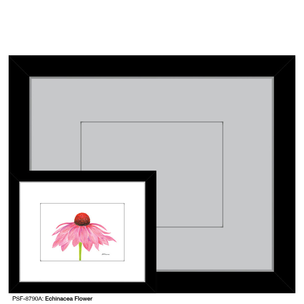 Echinacea Flower, Print (#8790A) - Printed Canvas