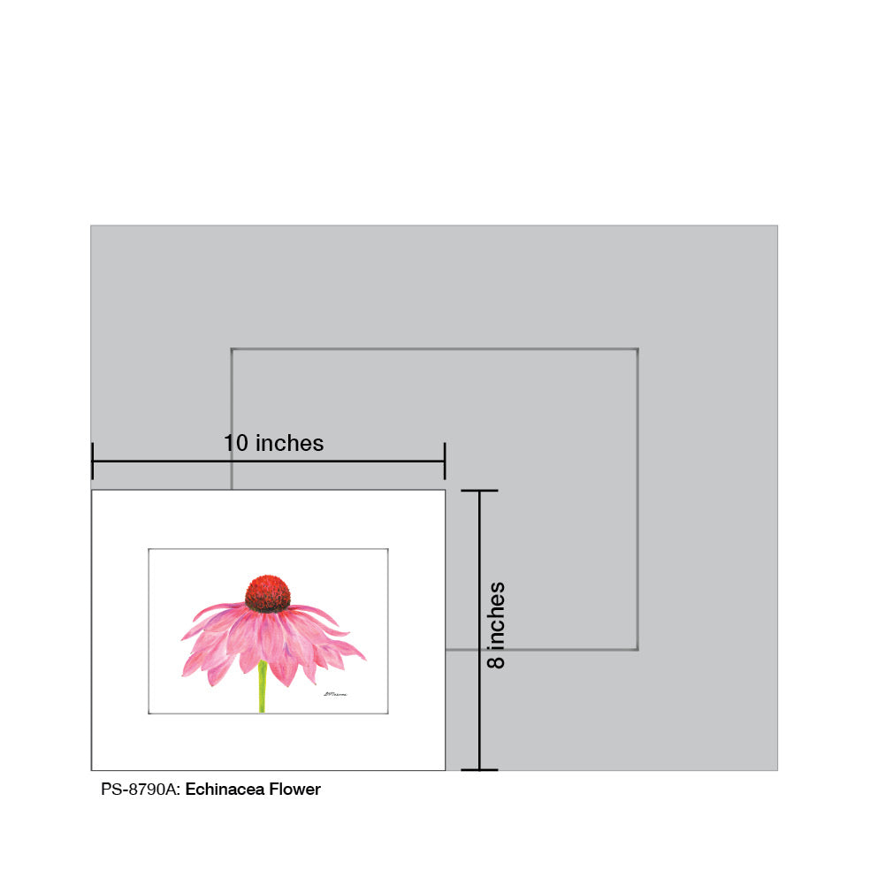 Echinacea Flower, Print (#8790A) - Printed Canvas