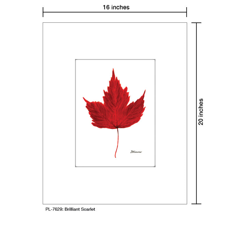 Brilliant Scarlet Leaf, Print (#7629A), Printe Matted, www.printedcanvas.com