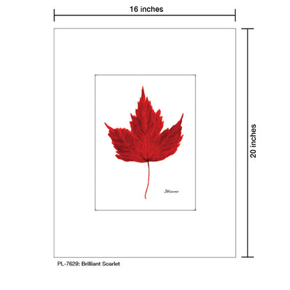 Brilliant Scarlet Leaf, Print (#7629A), Printe Matted, www.printedcanvas.com