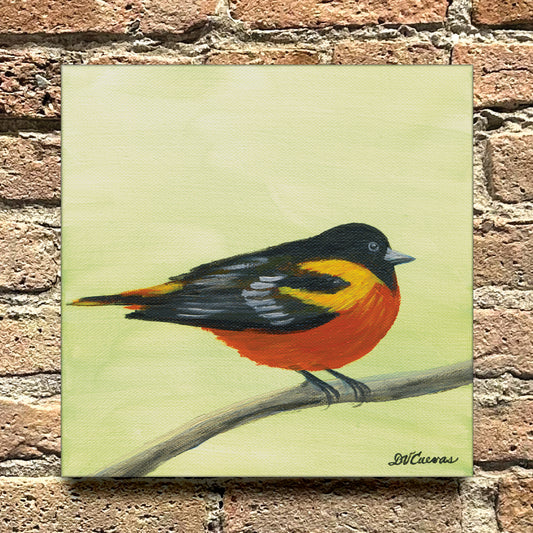 Baltimore Oriole, Original - Printed Canvas