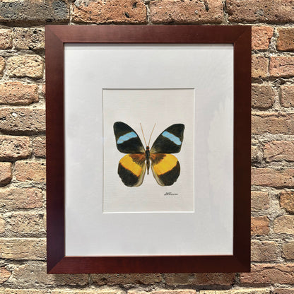 Nessea Obrinus Atalaya, Original - Printed Canvas