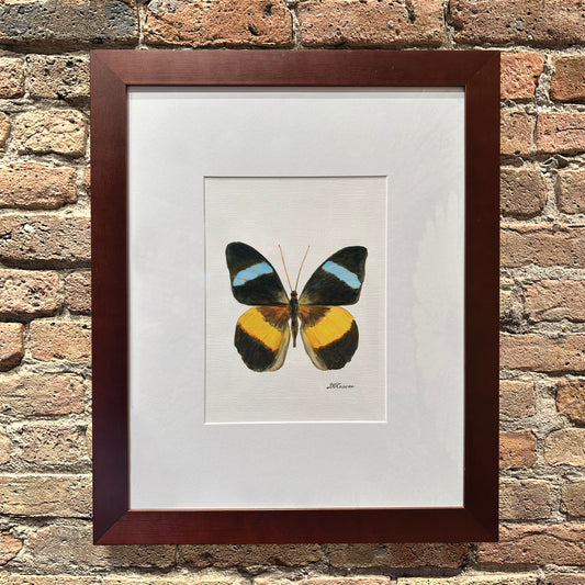 Nessea Obrinus Atalaya, Original - Printed Canvas
