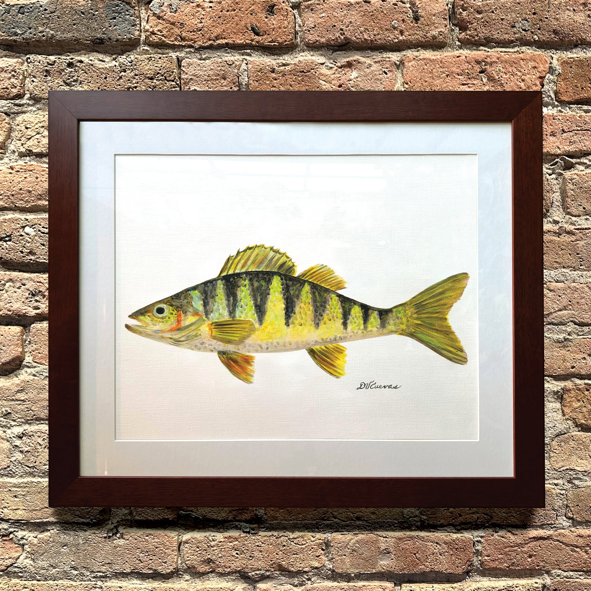 Yellow Perch, Original - Printed Canvas