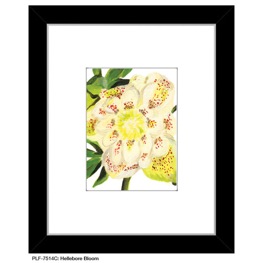 Hellebore Bloom, Print (#7514C) - Printed Canvas