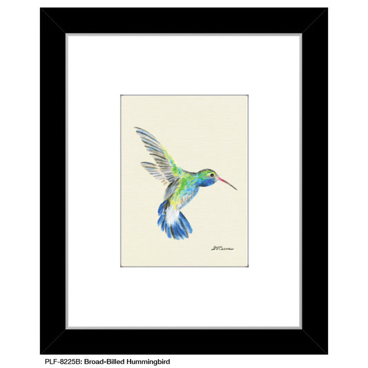 Broad-Billed Hummingbird, Print (#8225B) - Printed Canvas