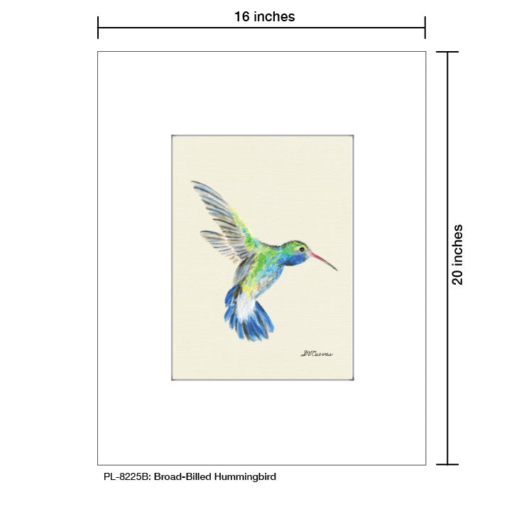 Broad-Billed Hummingbird, Print (#8225B) - Printed Canvas