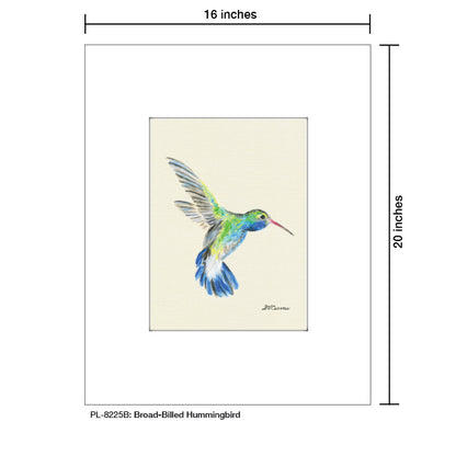 Broad-Billed Hummingbird, Print (#8225B) - Printed Canvas